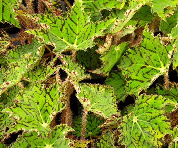 B. ‘Jealous Zebra’